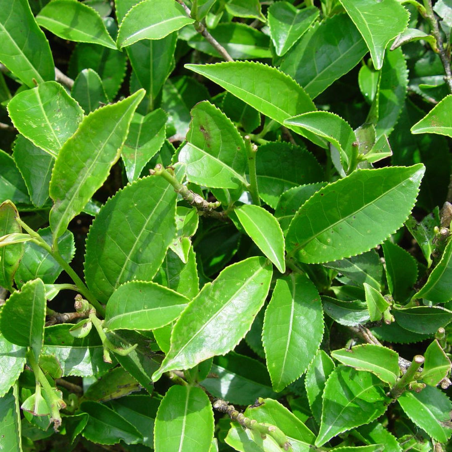 De quelle plante provient le matcha ?